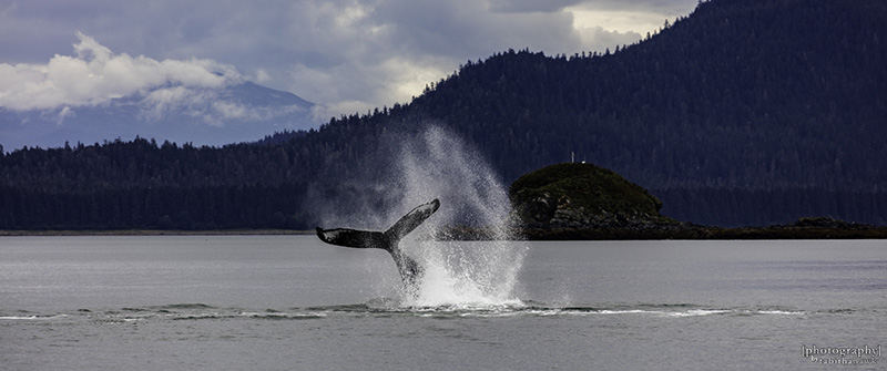 Humpback Whale Tour in Juneau, Alaska 