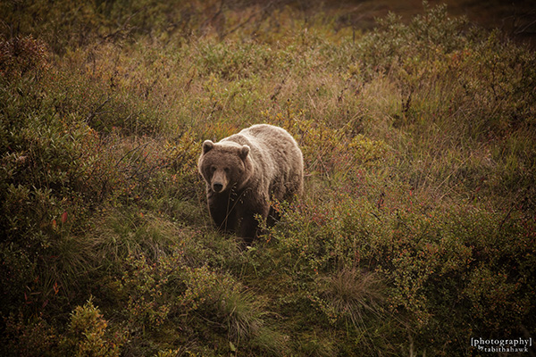 Grizzly Bear in Denali National Park